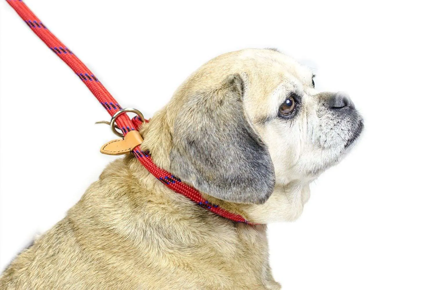 BARGAIN BIN CuteNfuzzy Adjustable Loop Slip Dog Leash with Soft Handle 6 Ft