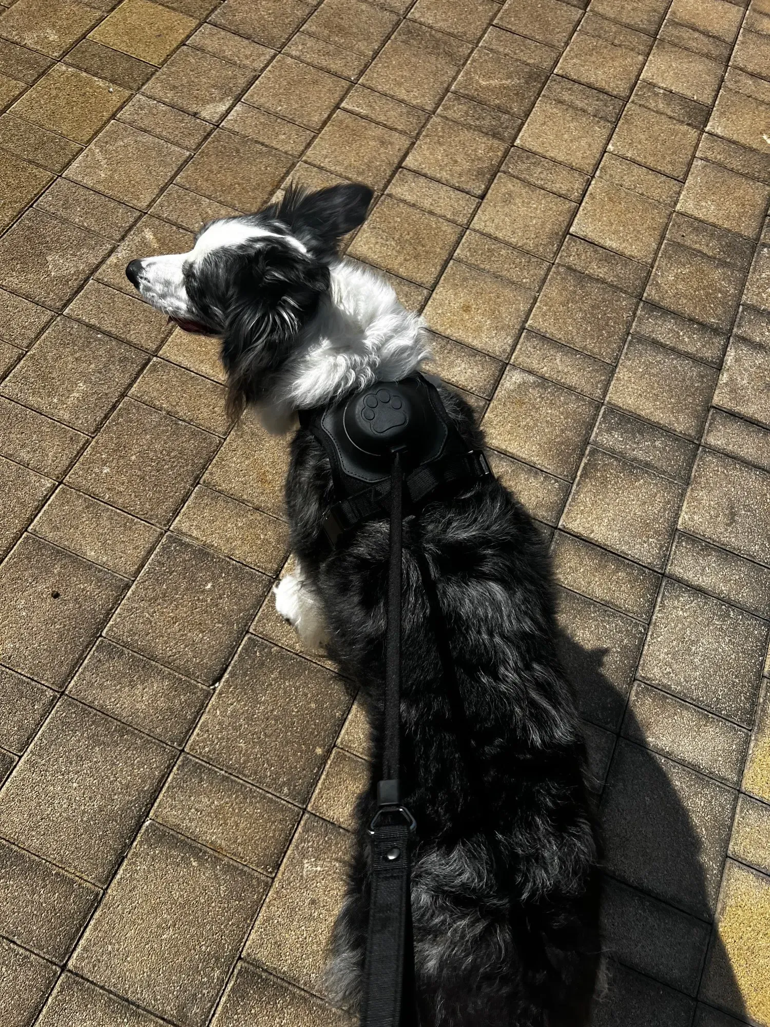 Best Dog Harness with Retractable Leash 2-in-1 No Pull Puppy Harness