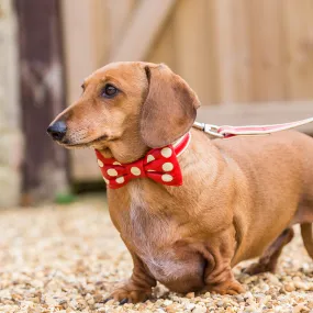 Bow Tie Collar by Holly&Lil
