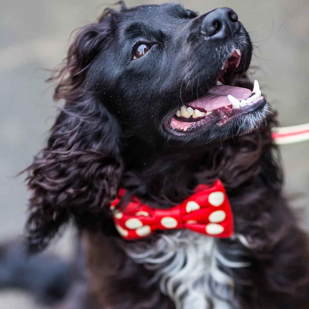 Bow Tie Collar by Holly&Lil