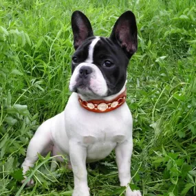 Brown Leather Collar with Rhinestones or Chain Embellishment
