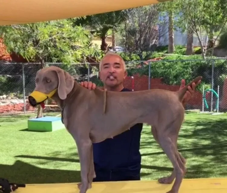 Cesar Millan™ Funny Muzzle