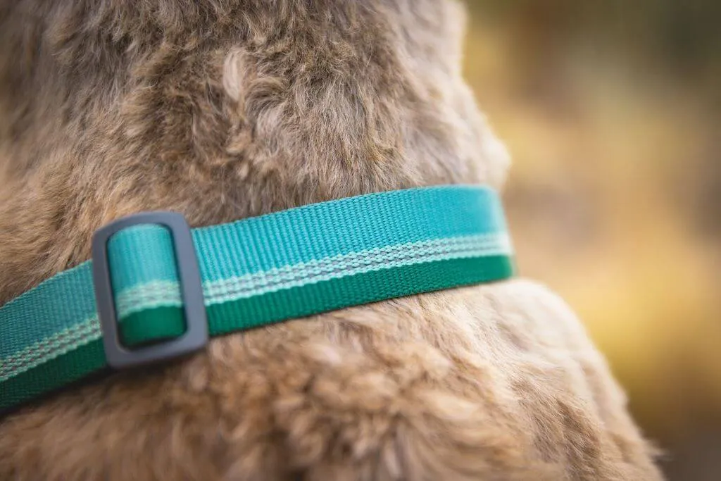 Chain Reaction Dog Collar - Limited Cinch Collar