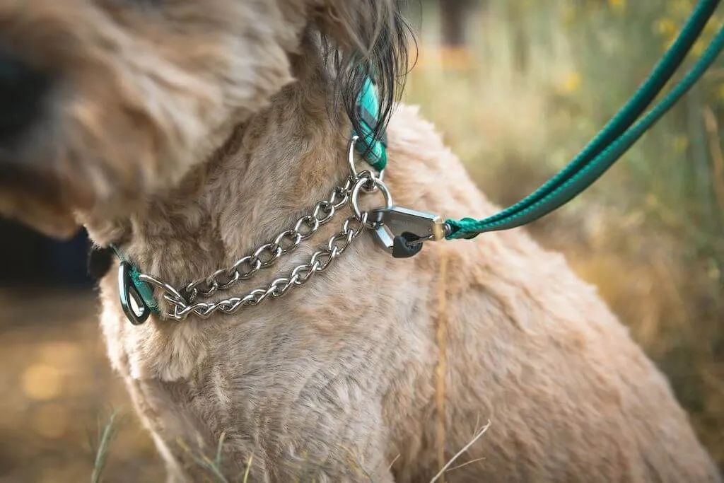 Chain Reaction Dog Collar - Limited Cinch Collar