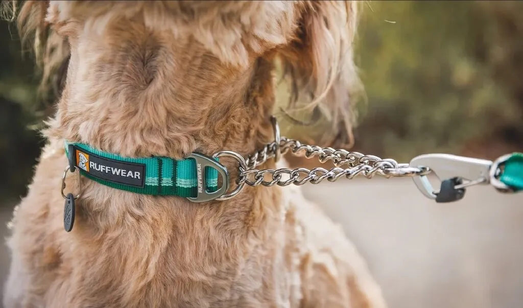 Chain Reaction Dog Collar - Limited Cinch Collar
