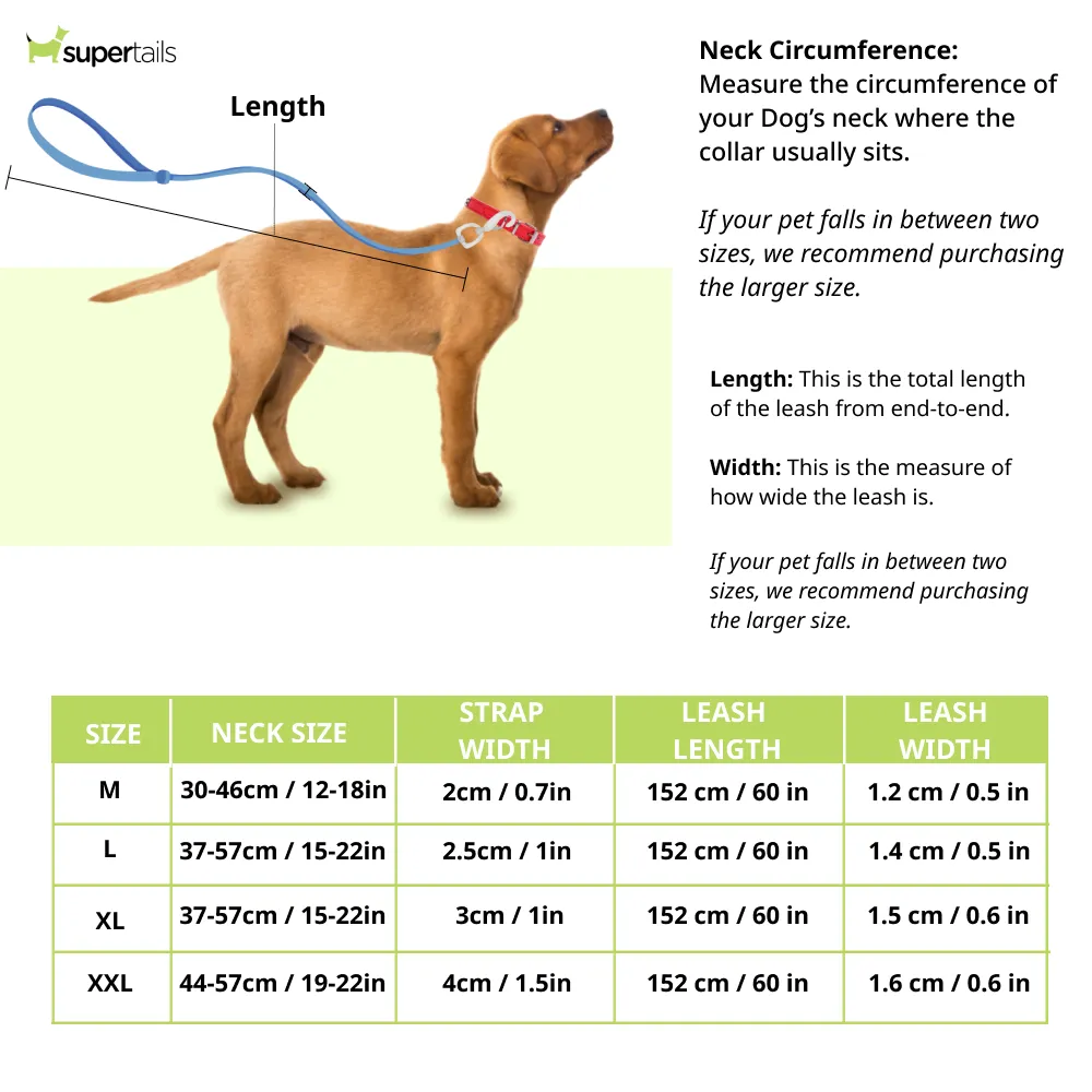 Chullbull Nylon Collar and Heavy Chain Leash for Dogs (Blue)