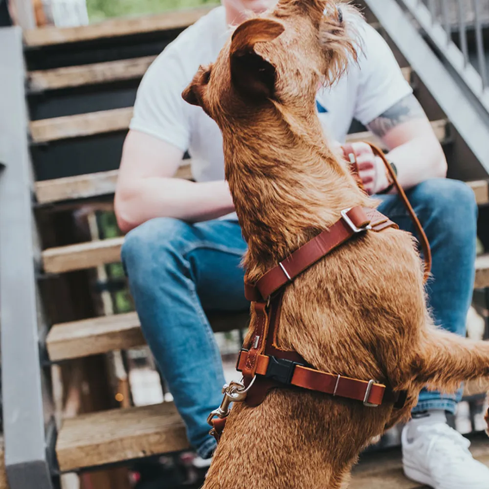 Hunter Aalborg Adjustable Leather Harness for Dogs (Cognac)