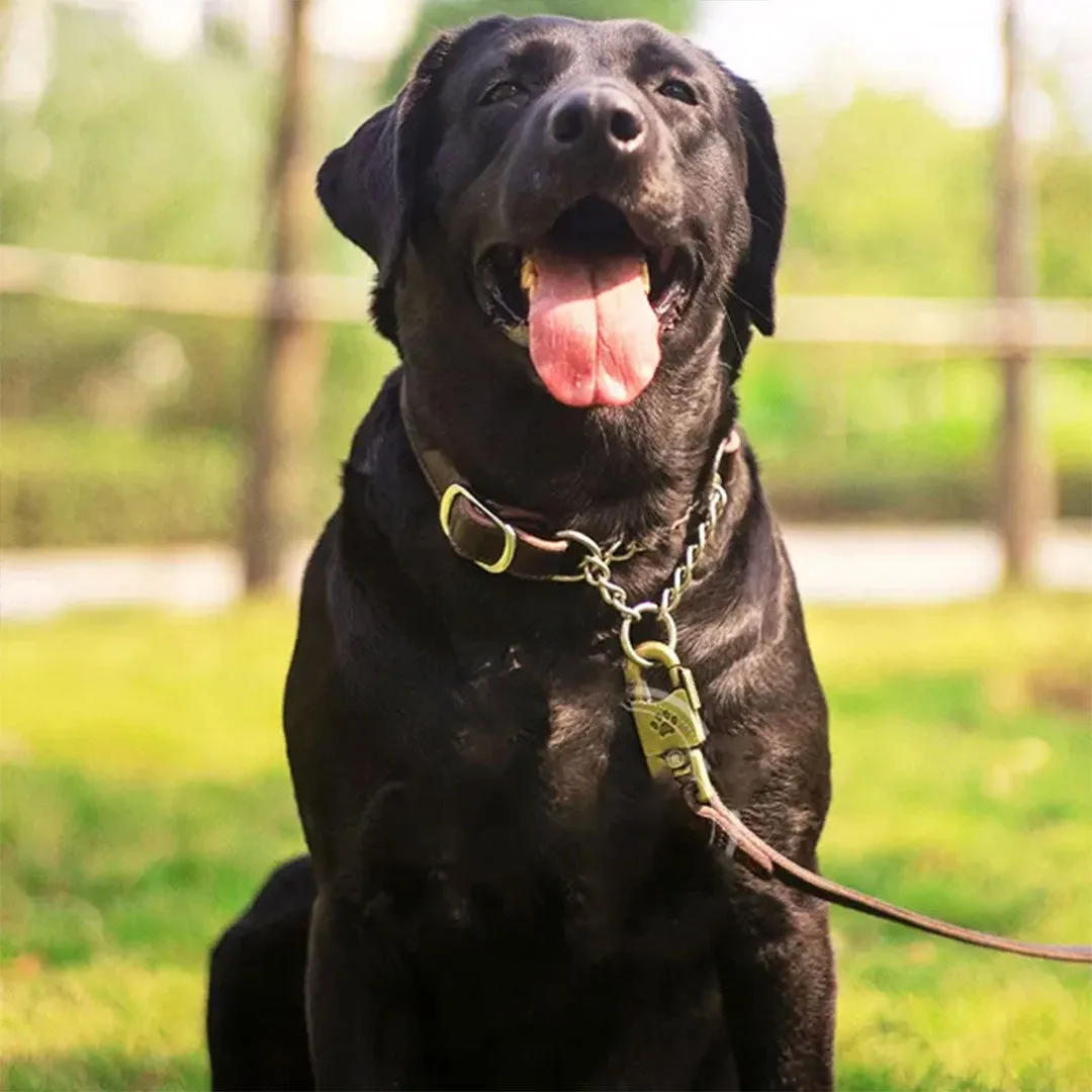 PetAffairs Superior Leather Martingale Dog Collar