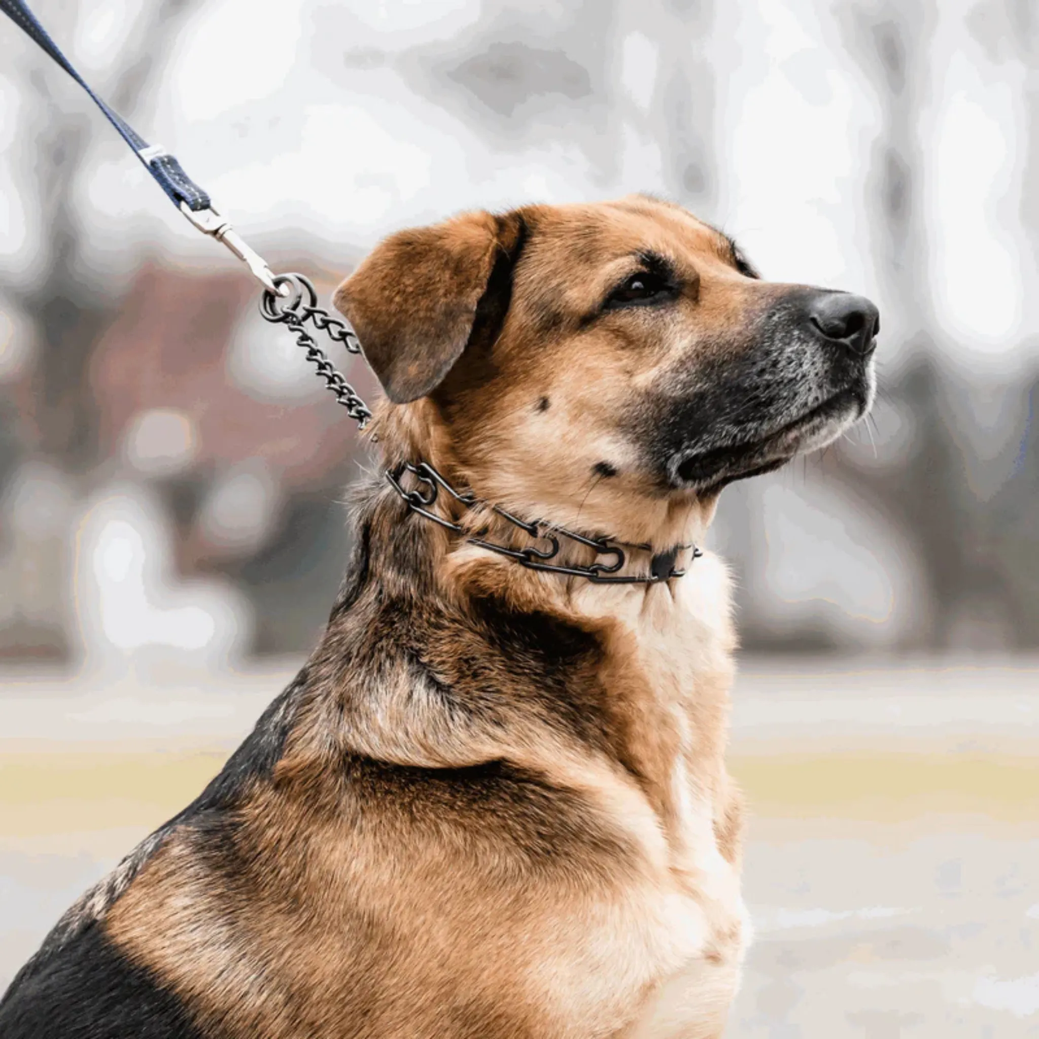 Sprenger Ultra Plus Easy-On Black Prong Collar
