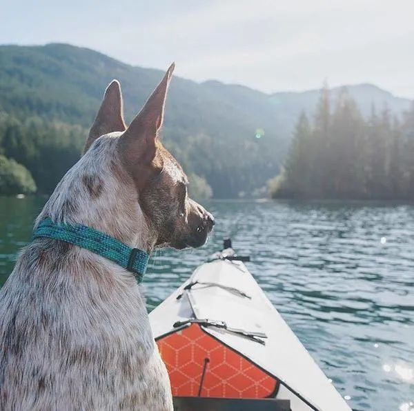 Wilderdog Rope Collar